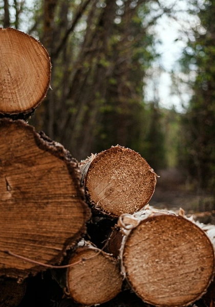 Bilde av en stabel med tømmerstokker med skog i bakgrunnen